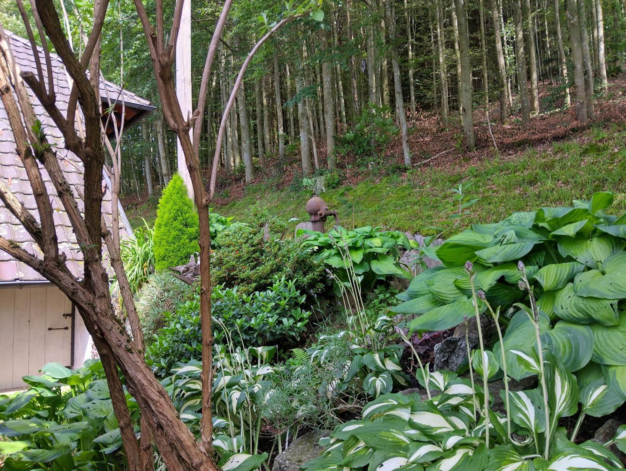 Appartamento Haus "Guck - Ins - Tal" Sasbachwalden Esterno foto