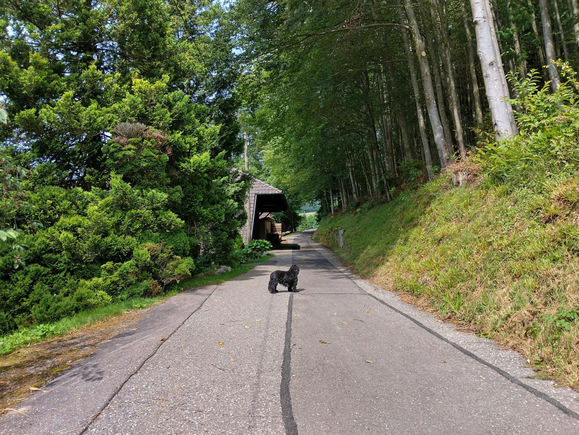 Appartamento Haus "Guck - Ins - Tal" Sasbachwalden Esterno foto