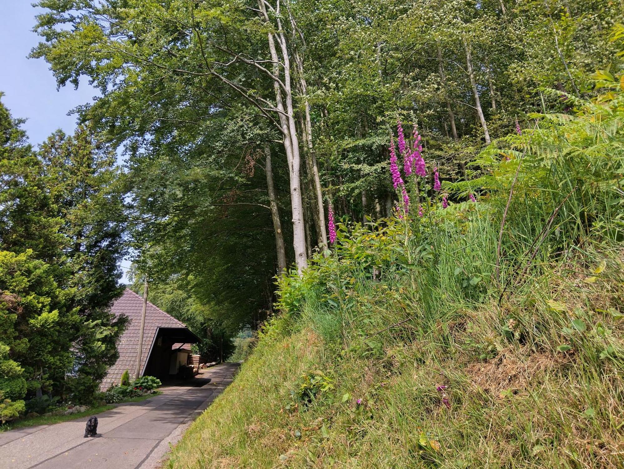 Appartamento Haus "Guck - Ins - Tal" Sasbachwalden Esterno foto