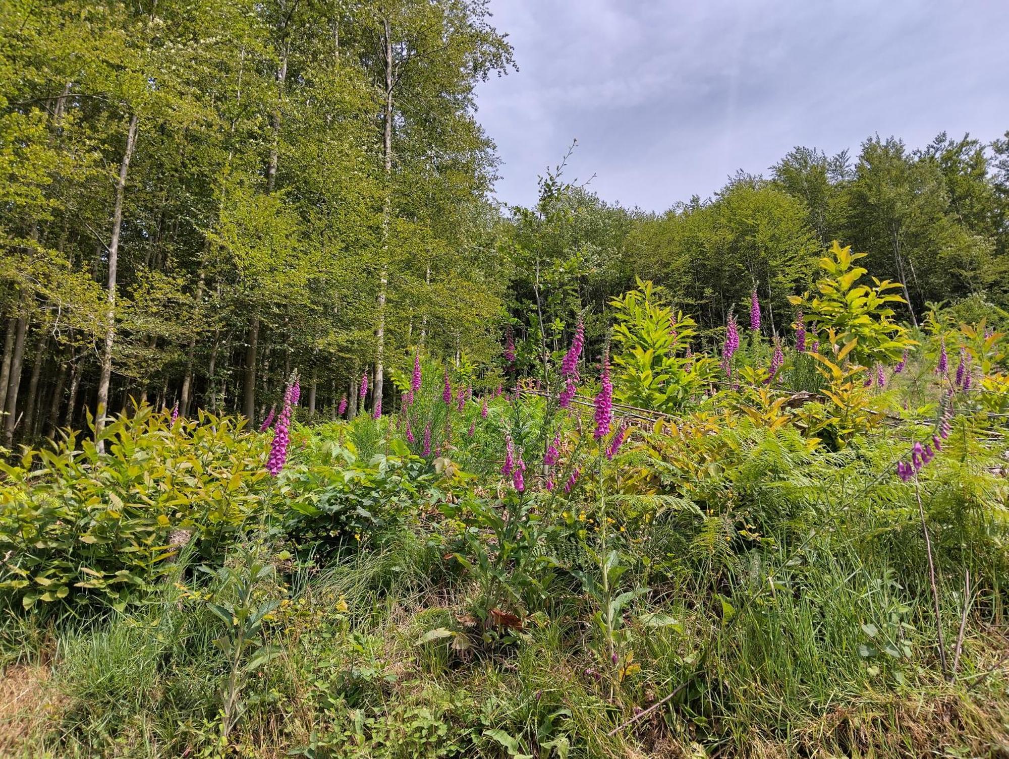 Appartamento Haus "Guck - Ins - Tal" Sasbachwalden Esterno foto